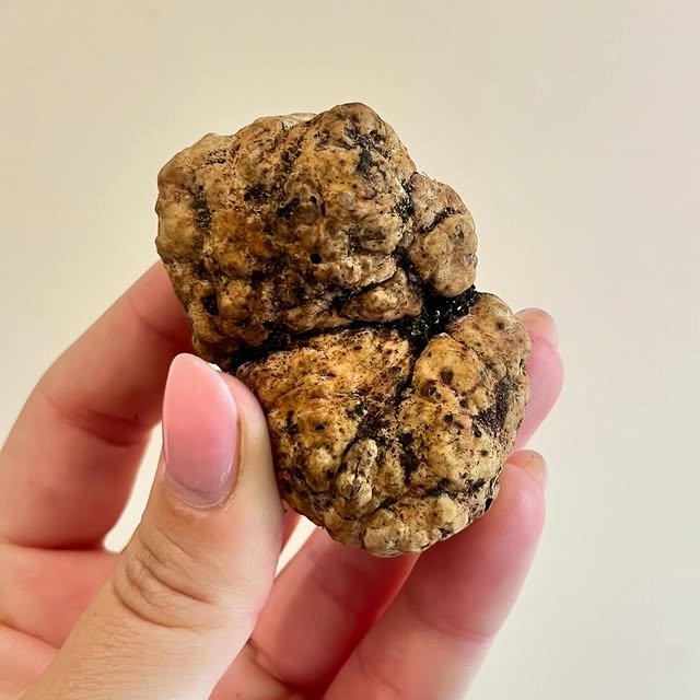 Tartusol Trufas - Trufa Borchii