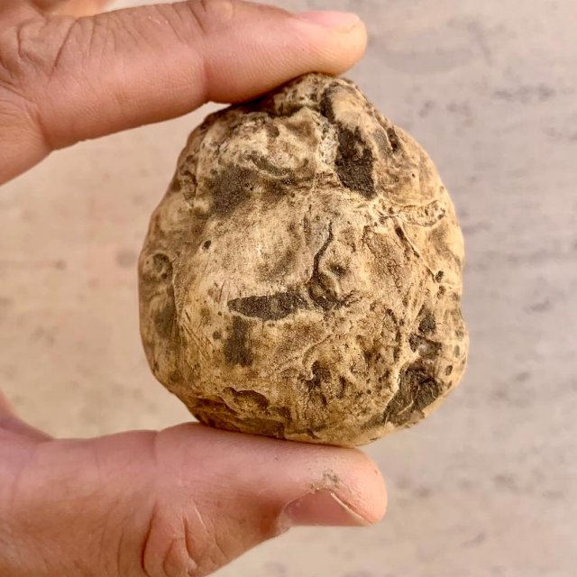 tuber-magnatum-bg