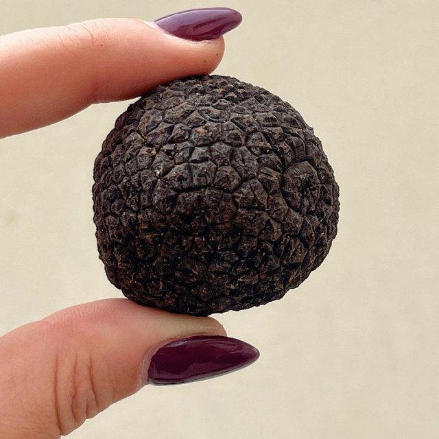 Tartusol Trufas - Tuber melanosporum