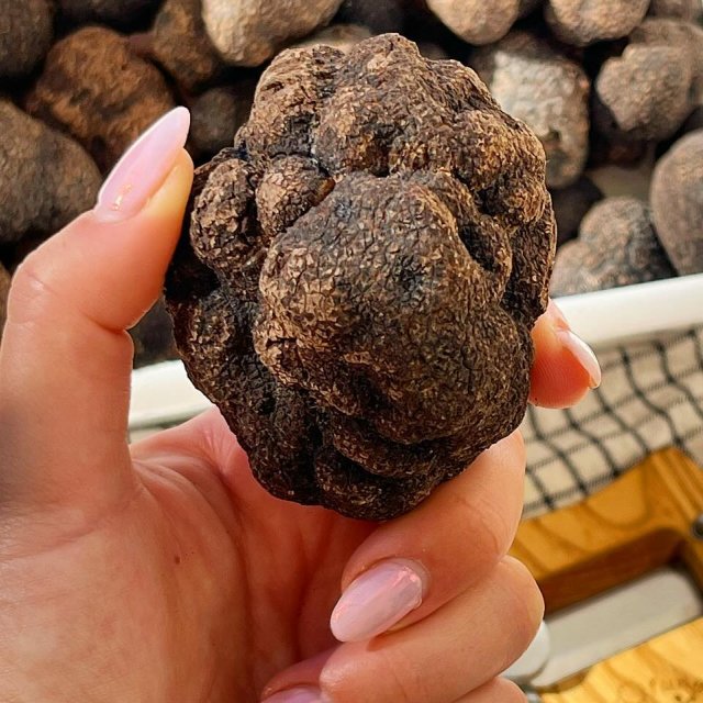 Tartusol Trufas - Tuber uncinatum