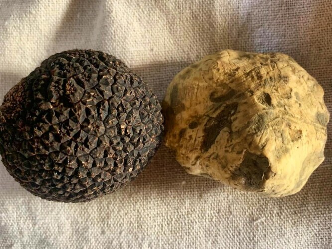 Tartusol Truffles