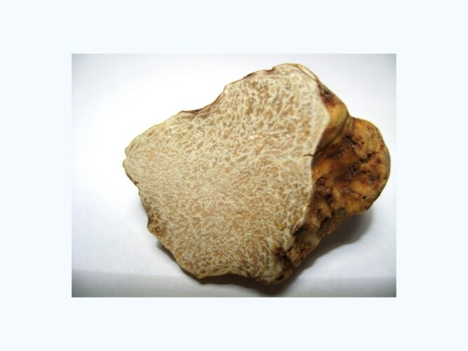 Tartusol Trufas - Tuber Magnatum