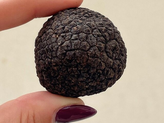 Tartusol Trufas - Tuber melanosporum