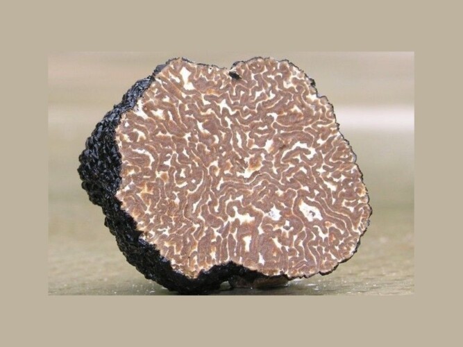 Tartusol Trufas - Tuber uncinatum